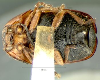 Media type: image; Entomology 9291   Aspect: habitus ventral view